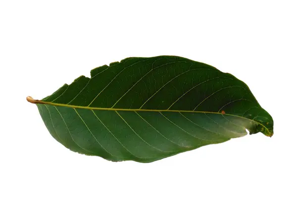 Green Leaf Isolated White Background Nephelium Lappaceum Leaves Rambutan Leaf — Stock Photo, Image