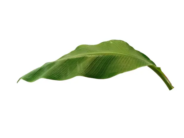 Banánlevél Fehér Háttérrel Banánfa Zöld Levelekkel Növény Neve Musaceae Hagy — Stock Fotó
