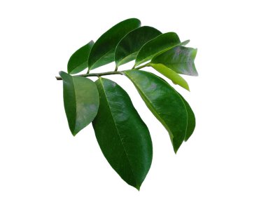 Annona Muricata beyaz arka planda izole edilmiş. Daun sirsak ya da Soursop beyaz arka planda kalır. Dekorasyon için Arkaplan ya da Yaprak Arkaplanı 'nı bırakır. Güzel ve Egzotik Yaprak