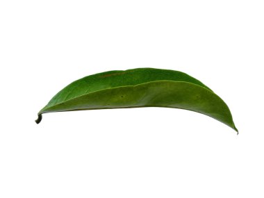 Annona muricata isolated on white background. Daun sirsak or Soursop leaves on white background. Leaves Background or Leaf Background for Decoration. Beautiful and Exotic Leaf clipart