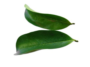 Annona Muricata beyaz arka planda izole edilmiş. Daun sirsak ya da Soursop beyaz arka planda kalır. Dekorasyon için Arkaplan ya da Yaprak Arkaplanı 'nı bırakır. Güzel ve Egzotik Yaprak