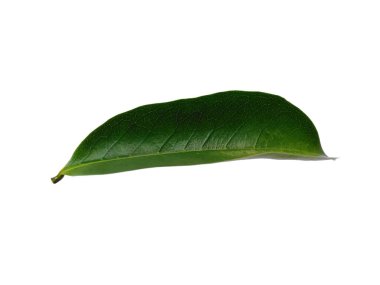 Annona Muricata beyaz arka planda izole edilmiş. Daun sirsak ya da Soursop beyaz arka planda kalır. Dekorasyon için Arkaplan ya da Yaprak Arkaplanı 'nı bırakır. Güzel ve Egzotik Yaprak