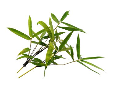 Bambu yaprakları beyaz arka planda izole edilmiş. Beyaz arka planda bambu yaprağı. Yeşil yaprak ya da yeşil yapraklar. Dekorasyon için Arkaplan ya da Yaprak Arkaplanı 'nı bırakır. Güzel ve Egzotik Yaprak
