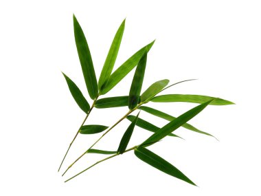 Bambu yaprakları beyaz arka planda izole edilmiş. Beyaz arka planda bambu yaprağı. Yeşil yaprak ya da yeşil yapraklar. Dekorasyon için Arkaplan ya da Yaprak Arkaplanı 'nı bırakır. Güzel ve Egzotik Yaprak