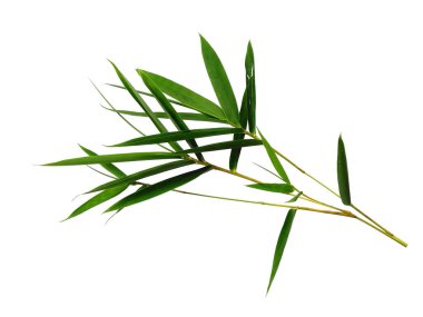 Bambu yaprakları beyaz arka planda izole edilmiş. Beyaz arka planda bambu yaprağı. Yeşil yaprak ya da yeşil yapraklar. Dekorasyon için Arkaplan ya da Yaprak Arkaplanı 'nı bırakır. Güzel ve Egzotik Yaprak