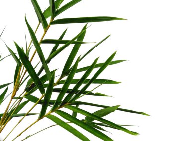 Bambu yaprakları beyaz arka planda izole edilmiş. Beyaz arka planda bambu yaprağı. Yeşil yaprak ya da yeşil yapraklar. Dekorasyon için Arkaplan ya da Yaprak Arkaplanı 'nı bırakır. Güzel ve Egzotik Yaprak