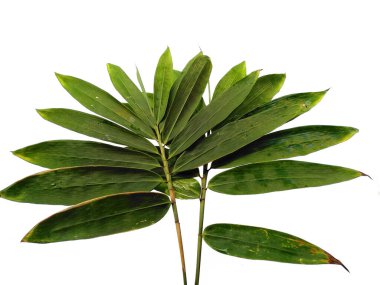 Bambu yaprakları beyaz arka planda izole edilmiş. Beyaz arka planda bambu yaprağı. Yeşil yaprak ya da yeşil yapraklar. Dekorasyon için Arkaplan ya da Yaprak Arkaplanı 'nı bırakır. Güzel ve Egzotik Yaprak