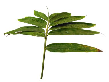 Bambu yaprakları beyaz arka planda izole edilmiş. Beyaz arka planda bambu yaprağı. Yeşil yaprak ya da yeşil yapraklar. Dekorasyon için Arkaplan ya da Yaprak Arkaplanı 'nı bırakır. Güzel ve Egzotik Yaprak