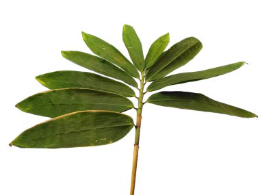 Bambu yaprakları beyaz arka planda izole edilmiş. Beyaz arka planda bambu yaprağı. Yeşil yaprak ya da yeşil yapraklar. Dekorasyon için Arkaplan ya da Yaprak Arkaplanı 'nı bırakır. Güzel ve Egzotik Yaprak