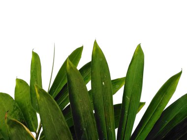 Bambu yaprakları beyaz arka planda izole edilmiş. Beyaz arka planda bambu yaprağı. Yeşil yaprak ya da yeşil yapraklar. Dekorasyon için Arkaplan ya da Yaprak Arkaplanı 'nı bırakır. Güzel ve Egzotik Yaprak