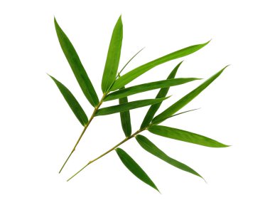 Bambu yaprakları beyaz arka planda izole edilmiş. Beyaz arka planda bambu yaprağı. Yeşil yaprak ya da yeşil yapraklar. Dekorasyon için Arkaplan ya da Yaprak Arkaplanı 'nı bırakır. Güzel ve Egzotik Yaprak