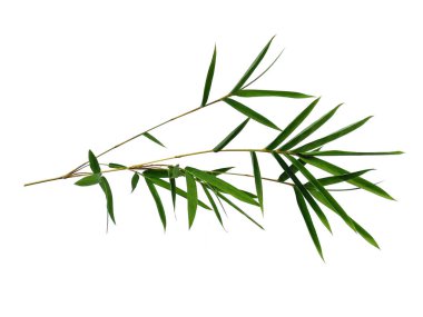 Bambu yaprakları beyaz arka planda izole edilmiş. Beyaz arka planda bambu yaprağı. Yeşil yaprak ya da yeşil yapraklar. Dekorasyon için Arkaplan ya da Yaprak Arkaplanı 'nı bırakır. Güzel ve Egzotik Yaprak