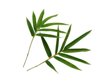Bambu yaprakları beyaz arka planda izole edilmiş. Beyaz arka planda bambu yaprağı. Yeşil yaprak ya da yeşil yapraklar. Dekorasyon için Arkaplan ya da Yaprak Arkaplanı 'nı bırakır. Güzel ve Egzotik Yaprak
