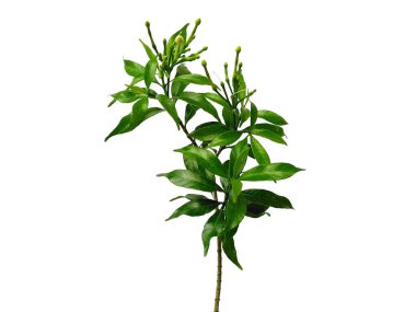 Beyaz arka plandaki ağaç. Beyaz arka planda yeşil yapraklar var. Dekorasyon için Arkaplan ya da Yaprak Arkaplanı 'nı bırakır. Güzel ve Egzotik Yaprak. Bitki Arkaplanı ve Ağaç Arkaplanı. Bahçedeki Bitkiler