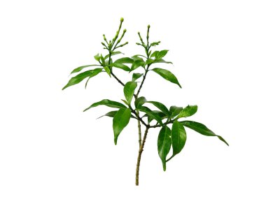 Beyaz arka plandaki ağaç. Beyaz arka planda yeşil yapraklar var. Dekorasyon için Arkaplan ya da Yaprak Arkaplanı 'nı bırakır. Güzel ve Egzotik Yaprak. Bitki Arkaplanı ve Ağaç Arkaplanı. Bahçedeki Bitkiler