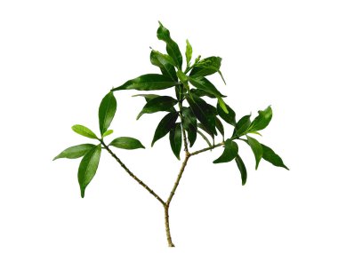 Beyaz arka plandaki ağaç. Beyaz arka planda yeşil yapraklar var. Dekorasyon için Arkaplan ya da Yaprak Arkaplanı 'nı bırakır. Güzel ve Egzotik Yaprak. Bitki Arkaplanı ve Ağaç Arkaplanı. Bahçedeki Bitkiler