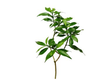 Beyaz arka plandaki ağaç. Beyaz arka planda yeşil yapraklar var. Dekorasyon için Arkaplan ya da Yaprak Arkaplanı 'nı bırakır. Güzel ve Egzotik Yaprak. Bitki Arkaplanı ve Ağaç Arkaplanı. Bahçedeki Bitkiler