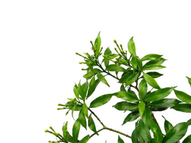 Beyaz arka plandaki ağaç. Beyaz arka planda yeşil yapraklar var. Dekorasyon için Arkaplan ya da Yaprak Arkaplanı 'nı bırakır. Güzel ve Egzotik Yaprak. Bitki Arkaplanı ve Ağaç Arkaplanı. Bahçedeki Bitkiler