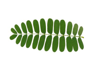 Beyaz arka planda yeşil yaprak. Yeşil yapraklı bitki. Dekorasyon için Arkaplan ya da Yaprak Arkaplanı 'nı bırakır. Güzel ve Egzotik Yaprak. Bitki Arkaplanı ve Ağaç Arkaplanı. Bahçedeki Bitkiler