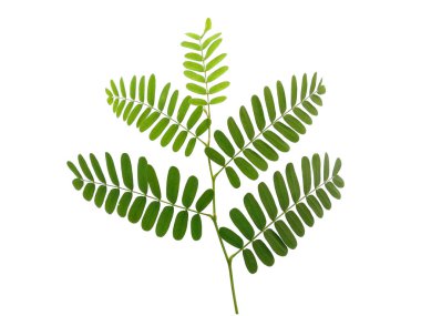 Beyaz arka planda yeşil yaprak. Yeşil yapraklı bitki. Dekorasyon için Arkaplan ya da Yaprak Arkaplanı 'nı bırakır. Güzel ve Egzotik Yaprak. Bitki Arkaplanı ve Ağaç Arkaplanı. Bahçedeki Bitkiler
