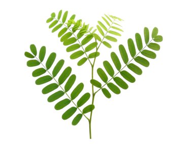 Beyaz arka planda yeşil yaprak. Yeşil yapraklı bitki. Dekorasyon için Arkaplan ya da Yaprak Arkaplanı 'nı bırakır. Güzel ve Egzotik Yaprak. Bitki Arkaplanı ve Ağaç Arkaplanı. Bahçedeki Bitkiler