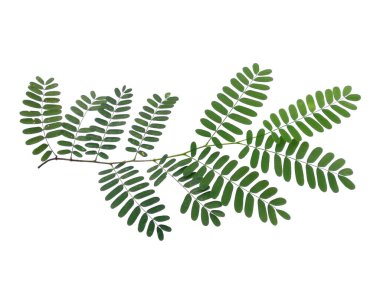 Beyaz arka planda yeşil yaprak. Yeşil yapraklı bitki. Dekorasyon için Arkaplan ya da Yaprak Arkaplanı 'nı bırakır. Güzel ve Egzotik Yaprak. Bitki Arkaplanı ve Ağaç Arkaplanı. Bahçedeki Bitkiler