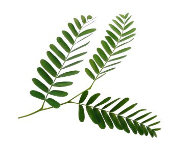 Beyaz arka planda yeşil yaprak. Yeşil yapraklı bitki. Dekorasyon için Arkaplan ya da Yaprak Arkaplanı 'nı bırakır. Güzel ve Egzotik Yaprak. Bitki Arkaplanı ve Ağaç Arkaplanı. Bahçedeki Bitkiler