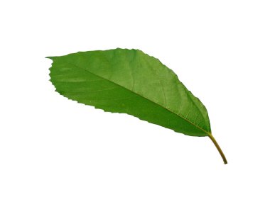 Beyaz arka plandaki ağaç. Beyaz arka planda yeşil yapraklar var. Dekorasyon için Arkaplan ya da Yaprak Arkaplanı 'nı bırakır. Güzel ve Egzotik Yaprak. Bitki Arkaplanı ve Ağaç Arkaplanı. Bahçedeki Bitkiler