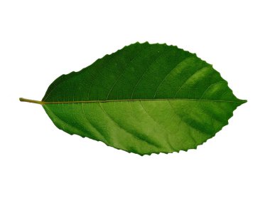 Beyaz arka plandaki ağaç. Beyaz arka planda yeşil yapraklar var. Dekorasyon için Arkaplan ya da Yaprak Arkaplanı 'nı bırakır. Güzel ve Egzotik Yaprak. Bitki Arkaplanı ve Ağaç Arkaplanı. Bahçedeki Bitkiler
