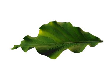 Beyaz arka planda Anthurium Plowmanii yaprağı. Beyaz arka planda izole edilmiş Aşk Dalgası ağacı. Yeşil yaprak ya da yeşil yapraklar. Dekorasyon için Arkaplan ya da Yaprak Arkaplanı 'nı bırakır. Güzel ve Egzotik Yaprak. Bitki Arkaplanı ve Ağaç Arkaplanı