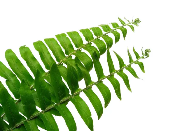 Green leaf texture. Green leaves isolated on white background. Polypodiophyta Plant with green leaves. Green leaf pattern background. Leaves Background or Leaf Background for Decoration. Beautiful and Exotic Leaf. Plant Background and Tree Background