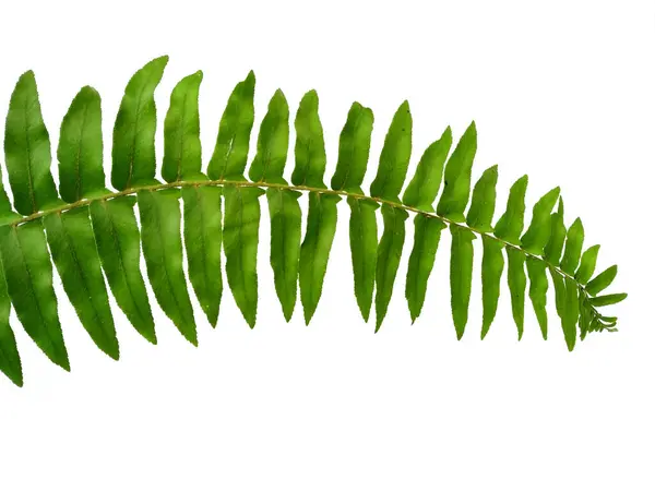 stock image Green leaf texture. Green leaves isolated on white background. Polypodiophyta Plant with green leaves. Green leaf pattern background. Leaves Background or Leaf Background for Decoration. Beautiful and Exotic Leaf. Plant Background and Tree Background