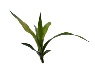 Yeşil bitki ya da yeşil ağaç beyaz arka planda izole edilmiş. Beyaz arka planda yeşil yaprak ya da yeşil yapraklar. Dekorasyon için Arkaplan ya da Yaprak Arkaplanı 'nı bırakır. Güzel ve Egzotik Yaprak. Bitki Arkaplanı ve Ağaç Arkaplanı. Bahçedeki Bitkiler