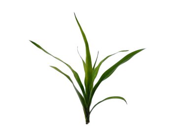 Yeşil bitki ya da yeşil ağaç beyaz arka planda izole edilmiş. Beyaz arka planda yeşil yaprak ya da yeşil yapraklar. Dekorasyon için Arkaplan ya da Yaprak Arkaplanı 'nı bırakır. Güzel ve Egzotik Yaprak. Bitki Arkaplanı ve Ağaç Arkaplanı. Bahçedeki Bitkiler