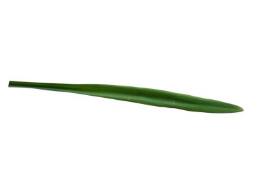 Lilium yaprağı ya da Lily yapraklarını beyaz arka planda yalnız bırakır. Beyaz arka planda yeşil yaprak ya da yeşil yapraklar. Dekorasyon için Arkaplan ya da Yaprak Arkaplanı 'nı bırakır. Güzel ve Egzotik Yaprak. Bitki Arkaplanı ve Ağaç Arkaplanı. Bahçedeki Bitkiler