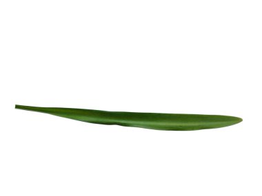 Lilium yaprağı ya da Lily yapraklarını beyaz arka planda yalnız bırakır. Beyaz arka planda yeşil yaprak ya da yeşil yapraklar. Dekorasyon için Arkaplan ya da Yaprak Arkaplanı 'nı bırakır. Güzel ve Egzotik Yaprak. Bitki Arkaplanı ve Ağaç Arkaplanı. Bahçedeki Bitkiler