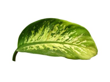 Beyaz arka planda yeşil yaprak. Yeşil yapraklı bitki. Bitkinin adı Aglaonema. Dekorasyon için Arkaplan ya da Yaprak Arkaplanı 'nı bırakır. Güzel ve Egzotik Yaprak. Bitki Arkaplanı ve Ağaç Arkaplanı. Bahçedeki Bitkiler