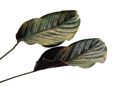 Beyaz arka planda Calathea ornata Sanderiana yaprağı. Calathea Sanderiana beyaz arka planda tek başına bırakır. Yeşil yaprak ya da yeşil yapraklar. Dekorasyon için Arkaplan ya da Yaprak Arkaplanı 'nı bırakır. Güzel ve Egzotik Yaprak. Bitki ve Ağaç Arkaplanı