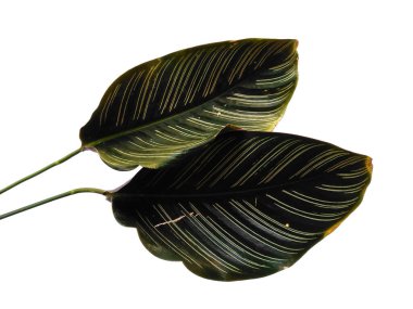 Beyaz arka planda Calathea ornata Sanderiana yaprağı. Calathea Sanderiana beyaz arka planda tek başına bırakır. Yeşil yaprak ya da yeşil yapraklar. Dekorasyon için Arkaplan ya da Yaprak Arkaplanı 'nı bırakır. Güzel ve Egzotik Yaprak. Bitki ve Ağaç Arkaplanı