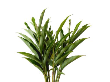 Beyaz arka plandaki ağaç. Beyaz arka planda yeşil yapraklar var. Dekorasyon için Arkaplan ya da Yaprak Arkaplanı 'nı bırakır. Güzel ve Egzotik Yaprak. Bitki Arkaplanı ve Ağaç Arkaplanı. Bahçedeki Bitkiler