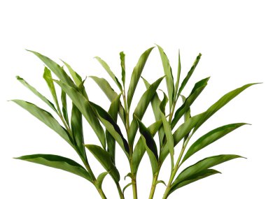 Beyaz arka plandaki ağaç. Beyaz arka planda yeşil yapraklar var. Dekorasyon için Arkaplan ya da Yaprak Arkaplanı 'nı bırakır. Güzel ve Egzotik Yaprak. Bitki Arkaplanı ve Ağaç Arkaplanı. Bahçedeki Bitkiler