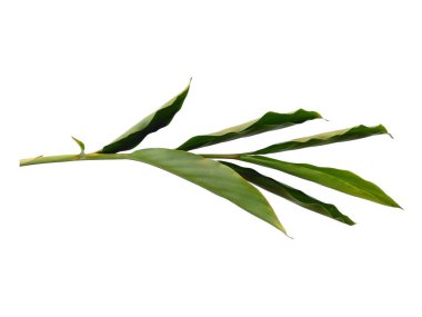 Beyaz arka plandaki ağaç. Beyaz arka planda yeşil yapraklar var. Dekorasyon için Arkaplan ya da Yaprak Arkaplanı 'nı bırakır. Güzel ve Egzotik Yaprak. Bitki Arkaplanı ve Ağaç Arkaplanı. Bahçedeki Bitkiler