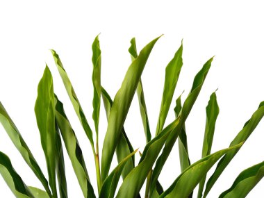 Beyaz arka plandaki ağaç. Beyaz arka planda yeşil yapraklar var. Dekorasyon için Arkaplan ya da Yaprak Arkaplanı 'nı bırakır. Güzel ve Egzotik Yaprak. Bitki Arkaplanı ve Ağaç Arkaplanı. Bahçedeki Bitkiler