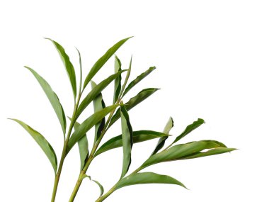 Beyaz arka plandaki ağaç. Beyaz arka planda yeşil yapraklar var. Dekorasyon için Arkaplan ya da Yaprak Arkaplanı 'nı bırakır. Güzel ve Egzotik Yaprak. Bitki Arkaplanı ve Ağaç Arkaplanı. Bahçedeki Bitkiler