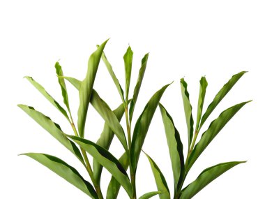 Beyaz arka plandaki ağaç. Beyaz arka planda yeşil yapraklar var. Dekorasyon için Arkaplan ya da Yaprak Arkaplanı 'nı bırakır. Güzel ve Egzotik Yaprak. Bitki Arkaplanı ve Ağaç Arkaplanı. Bahçedeki Bitkiler