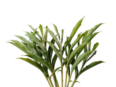 Beyaz arka plandaki ağaç. Beyaz arka planda yeşil yapraklar var. Dekorasyon için Arkaplan ya da Yaprak Arkaplanı 'nı bırakır. Güzel ve Egzotik Yaprak. Bitki Arkaplanı ve Ağaç Arkaplanı. Bahçedeki Bitkiler