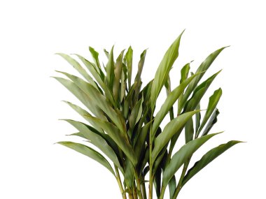 Beyaz arka plandaki ağaç. Beyaz arka planda yeşil yapraklar var. Dekorasyon için Arkaplan ya da Yaprak Arkaplanı 'nı bırakır. Güzel ve Egzotik Yaprak. Bitki Arkaplanı ve Ağaç Arkaplanı. Bahçedeki Bitkiler