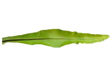 Kuş Yuvası Fern beyaz arka planda izole edildi. Beyaz arka planda Asplenium Nidus. Yeşil yapraklı bitkiler. Yeşil yapraklı arka plan. Dekorasyon için Arkaplan ya da Yaprak Arkaplanı 'nı bırakır. Güzel ve Egzotik Yaprak. Bitki ve Ağaç Arkaplanı