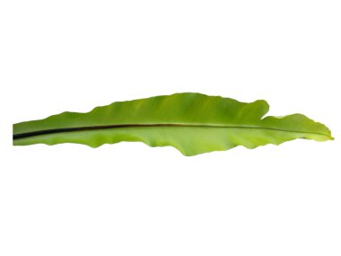 Kuş Yuvası Fern beyaz arka planda izole edildi. Beyaz arka planda Asplenium Nidus. Yeşil yapraklı bitkiler. Yeşil yapraklı arka plan. Dekorasyon için Arkaplan ya da Yaprak Arkaplanı 'nı bırakır. Güzel ve Egzotik Yaprak. Bitki ve Ağaç Arkaplanı