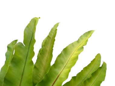 Bird Nest Fern isolated on white background. Asplenium nidus on white background. Plants with green leaves. Green leaf pattern background. Leaves Background or Leaf Background for Decoration. Beautiful and Exotic Leaf. Plant and Tree Background clipart